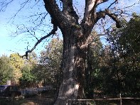 Castagno_di_Serra_Pizzuta - Castanea_sativa_201011121 001.jpg